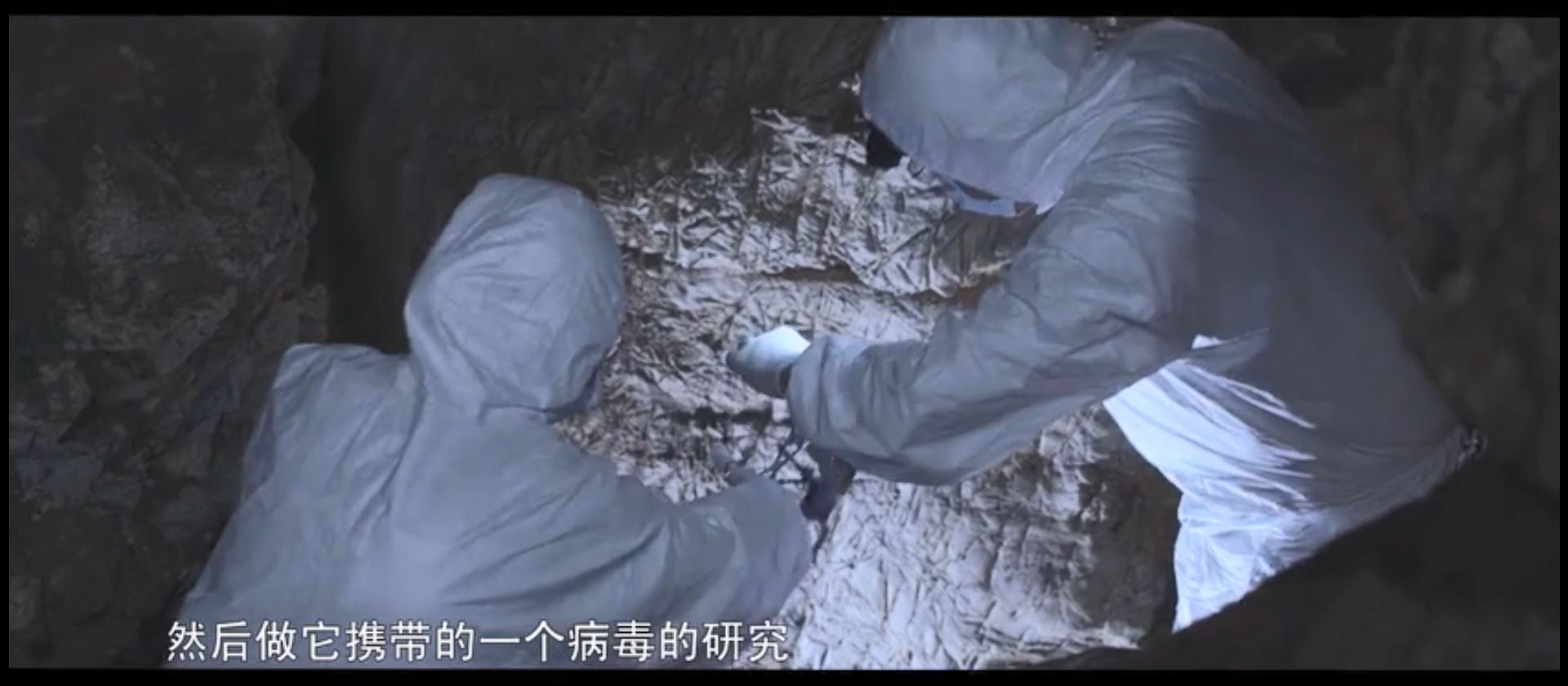 武漢疾控中心捕捉蝙蝠過程。(科普中國) 武漢疾控中心捕捉蝙蝠過程。(科普中國)