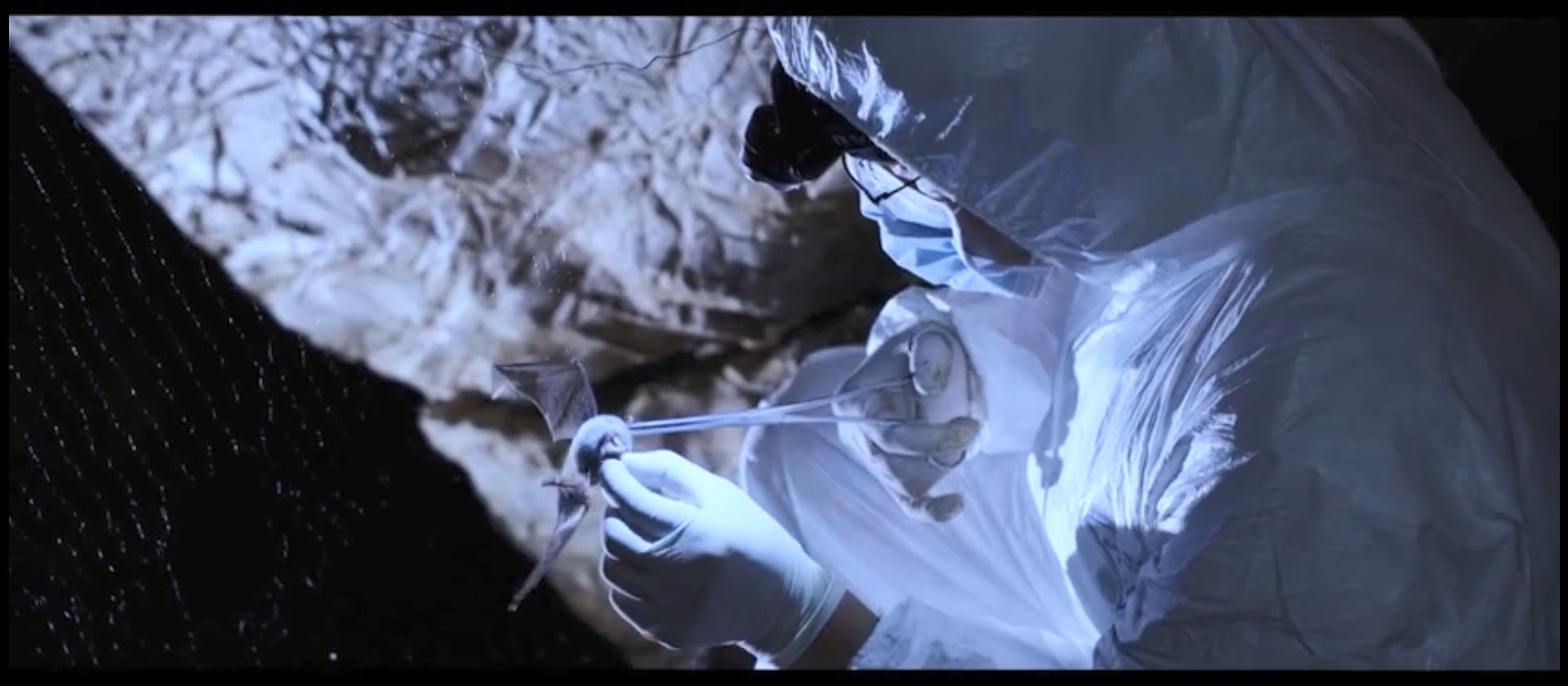 武漢疾控中心捕捉蝙蝠過程。(科普中國) 武漢疾控中心捕捉蝙蝠過程。(科普中國)