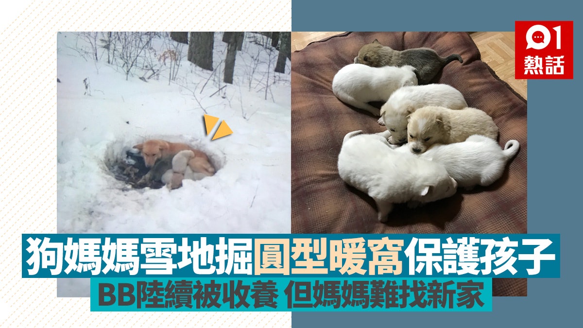 新しいコレクション 動物感動話
