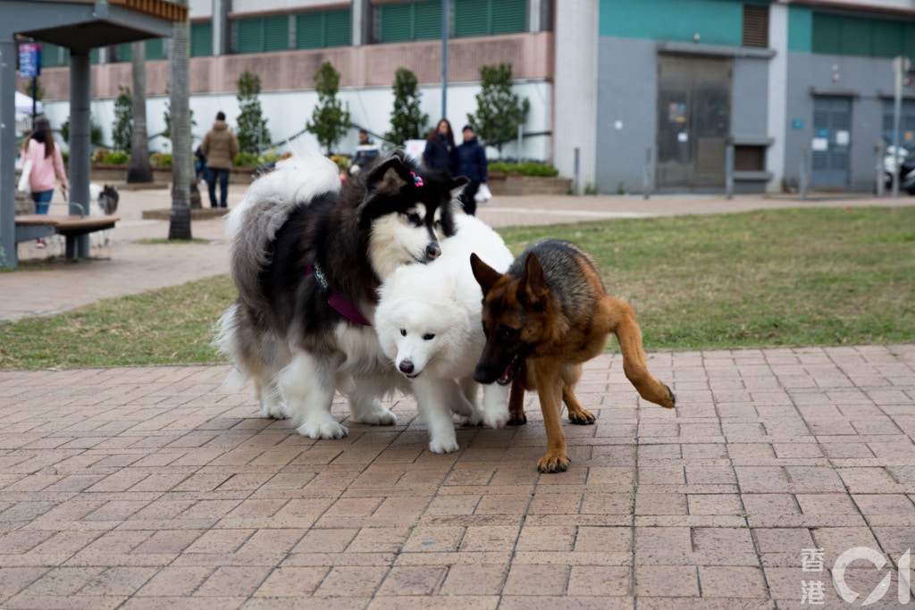 狗主應該用狗帶減少狗隻亂接觸物件,減低受污染的風險。(資料圖片 / 鄧倩螢攝) 狗主應該用狗帶減少狗隻亂接觸物件,減低受污染的風險。(資料圖片 / 鄧倩螢攝)