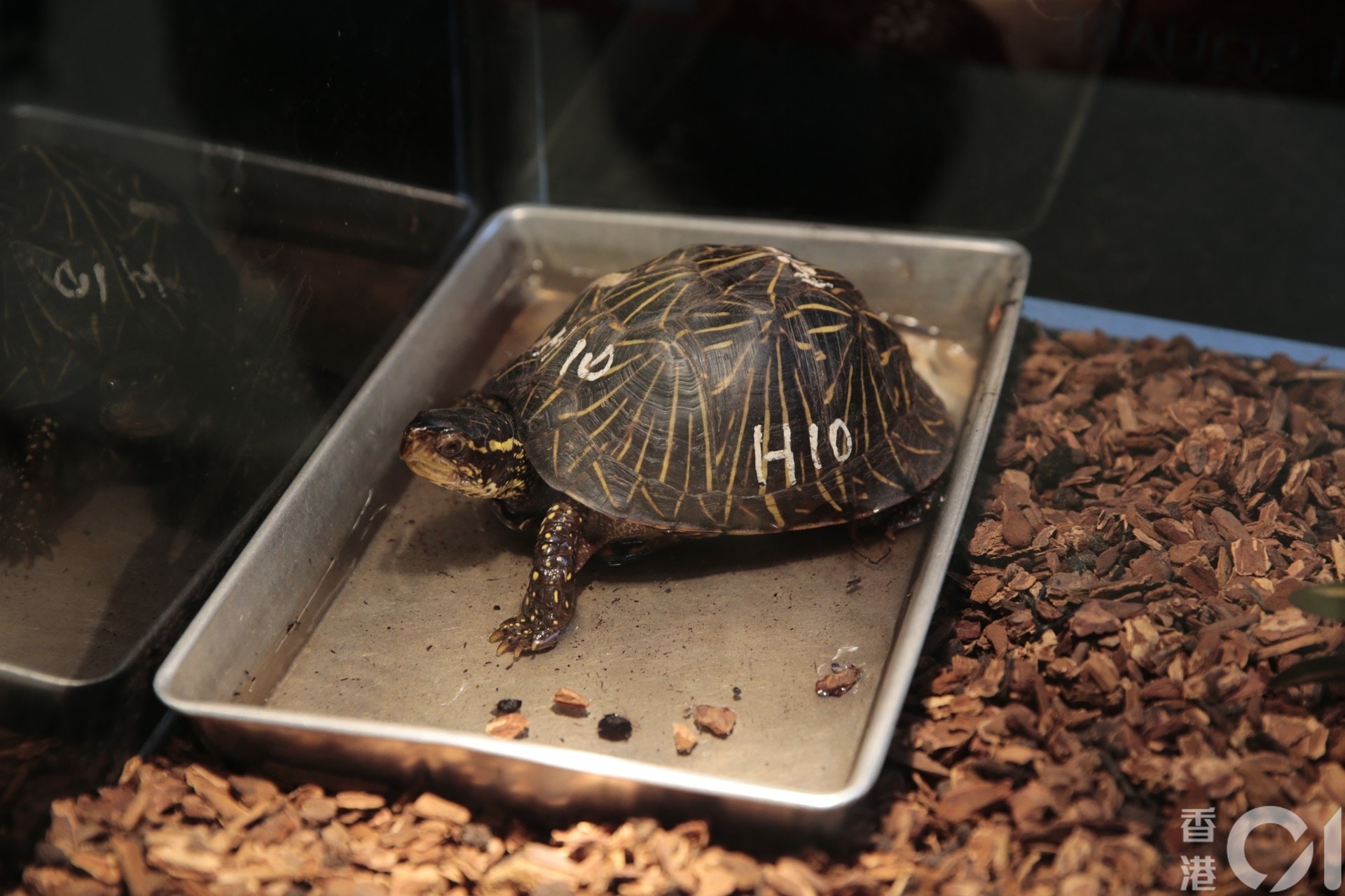 昨日(28日)有中國學者發表論文指,龜類可能是將新冠病毒傳播給人類的潛藏宿主。本港有動物團體擔心,論文一出後會引起龐大的棄龜潮,指目前並未有足夠證據證實龜類能傳播病毒,呼籲主人切勿胡亂棄養龜隻。 (資料圖片) 昨日(28日)有中國學者發表論文指,龜類可能是將新冠病毒傳播給人類的潛藏宿主。本港有動物團體擔心,論文一出後會引起龐大的棄龜潮,指目前並未有足夠證據證實龜類能傳播病毒,呼籲主人切勿胡亂棄養龜隻。 (資料圖片)