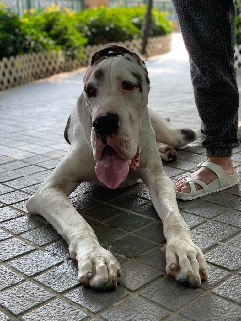 鬼佬體型龐大,前主人將其放到天台,並用鐵欄圍起周圍。(受訪者提供) 鬼佬體型龐大,前主人將其放到天台,並用鐵欄圍起周圍。(受訪者提供)