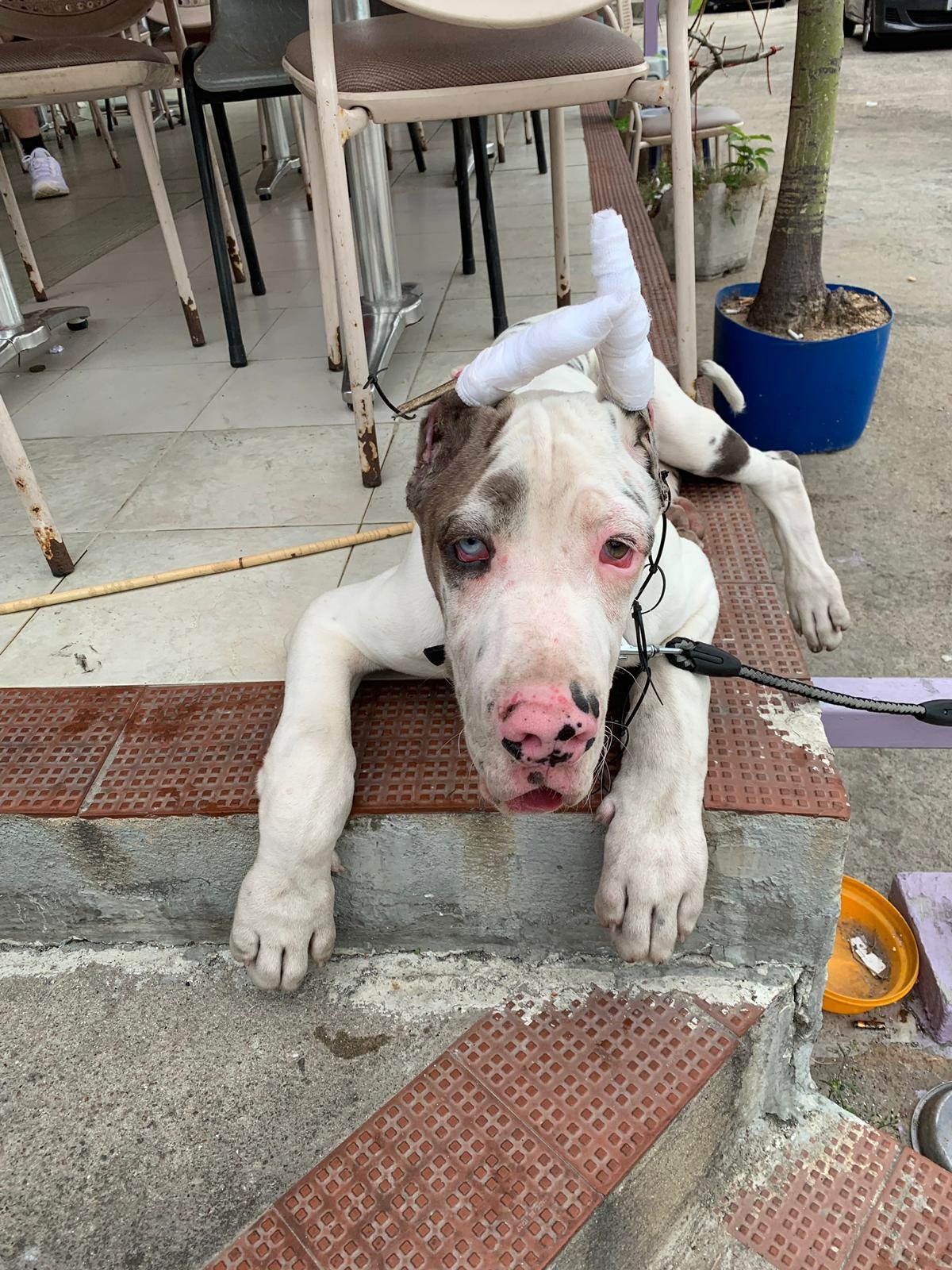 鬼佬雙耳遭內地繁殖商剪去,Gloria指,現時鬼佬兩耳變成反耳,「原本繁殖商打算剪去耳仔後,再用竹筒立起兩耳變豎耳,好明顯最後失敗,變成反耳。」(受訪者提供) 鬼佬雙耳遭內地繁殖商剪去,Gloria指,現時鬼佬兩耳變成反耳,「原本繁殖商打算剪去耳仔後,再用竹筒立起兩耳變豎耳,好明顯最後失敗,變成反耳。」(受訪者提供)