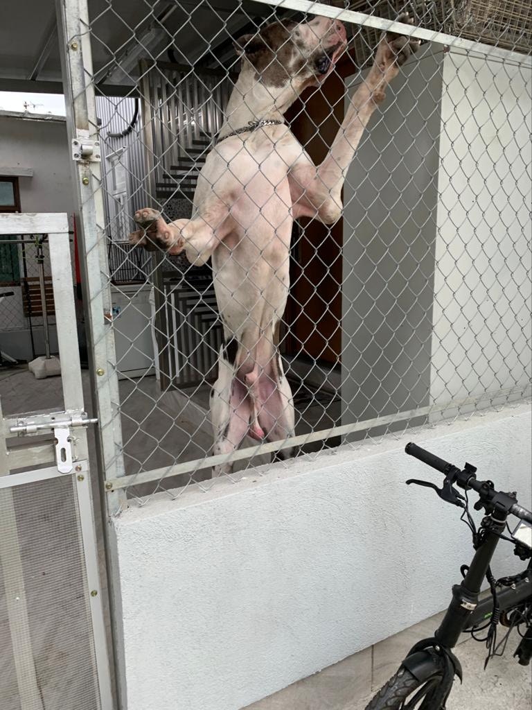 現時鬼佬一歲大,為雄性未絕育的大丹犬,重約147磅,站立時可達2米。(受訪者提供) 現時鬼佬一歲大,為雄性未絕育的大丹犬,重約147磅,站立時可達2米。(受訪者提供)