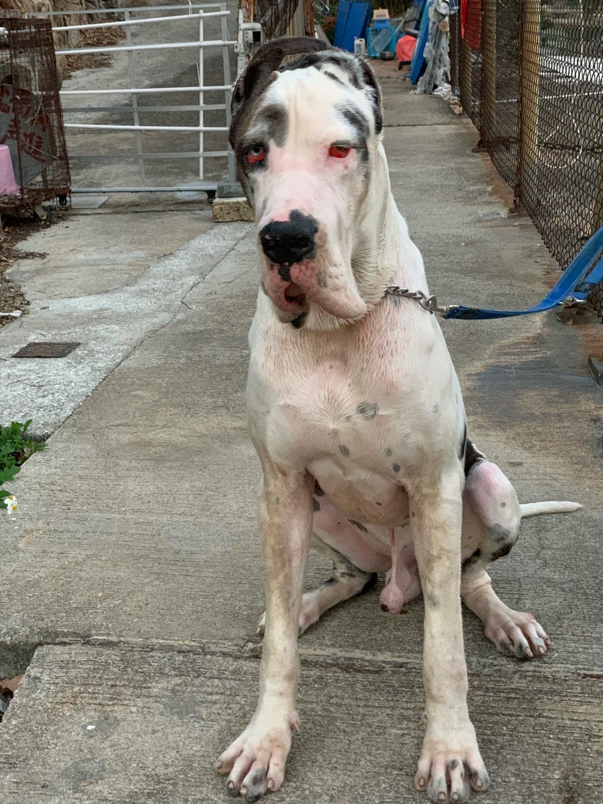 loria指,現時鬼佬尚處於幼年階段,估計體重至成年時可達180磅,體型亦會繼續長高。(受訪者提供) loria指,現時鬼佬尚處於幼年階段,估計體重至成年時可達180磅,體型亦會繼續長高。(受訪者提供)