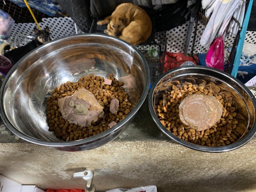 大丹犬食量比一般犬種大,加上鬼佬有腸胃問題,現時需進食處方糧,預計每個月的糧食開支起碼達三千元以上。(受訪者提供) 大丹犬食量比一般犬種大,加上鬼佬有腸胃問題,現時需進食處方糧,預計每個月的糧食開支起碼達三千元以上。(受訪者提供)