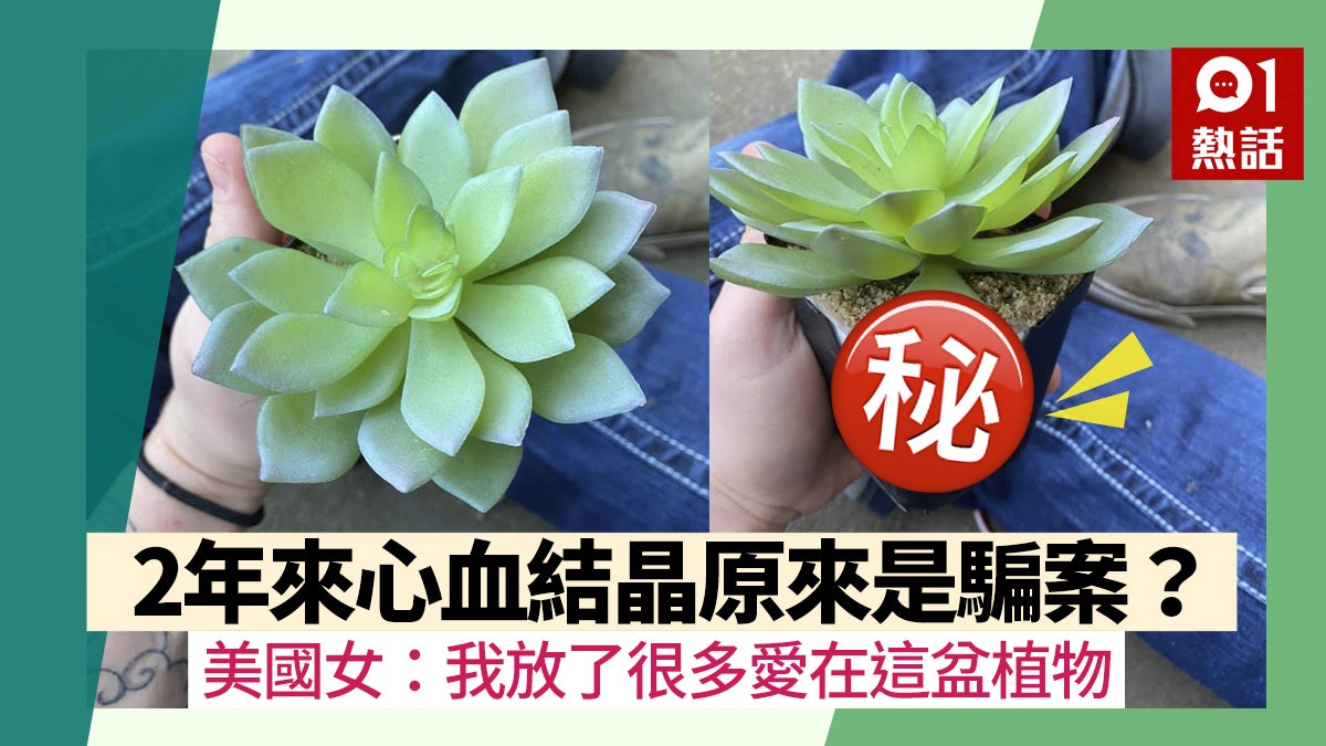 美國女用愛種植石蓮花2年淋水都有時間表換盆方知崩潰真相 美國女用愛種植石蓮花2年淋水都有時間表換盆方知崩潰真相