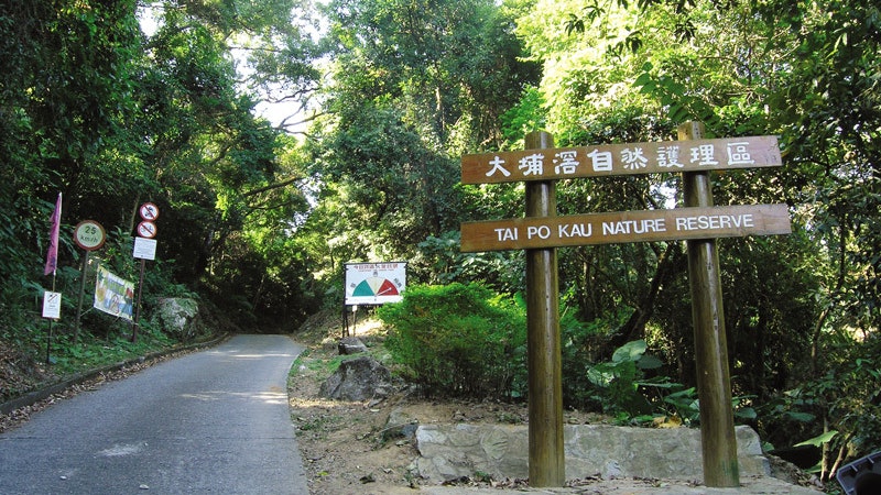 【大埔滘行山路線】行自然教育徑認識森林 自選四色林徑各有難度 【大埔滘行山路線】行自然教育徑認識森林 自選四色林徑各有難度