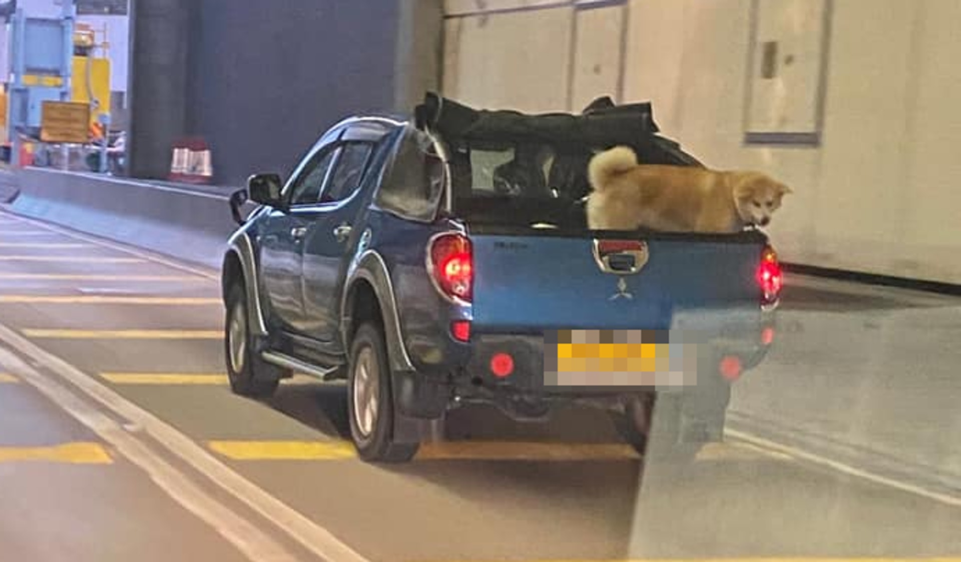 藝人成龍名下農夫車行車時秋田犬放車斗目擊者 好危險 香港01 突發 藝人成龍名下農夫車行車時秋田犬放車斗目擊者 好危險 香港01 突發