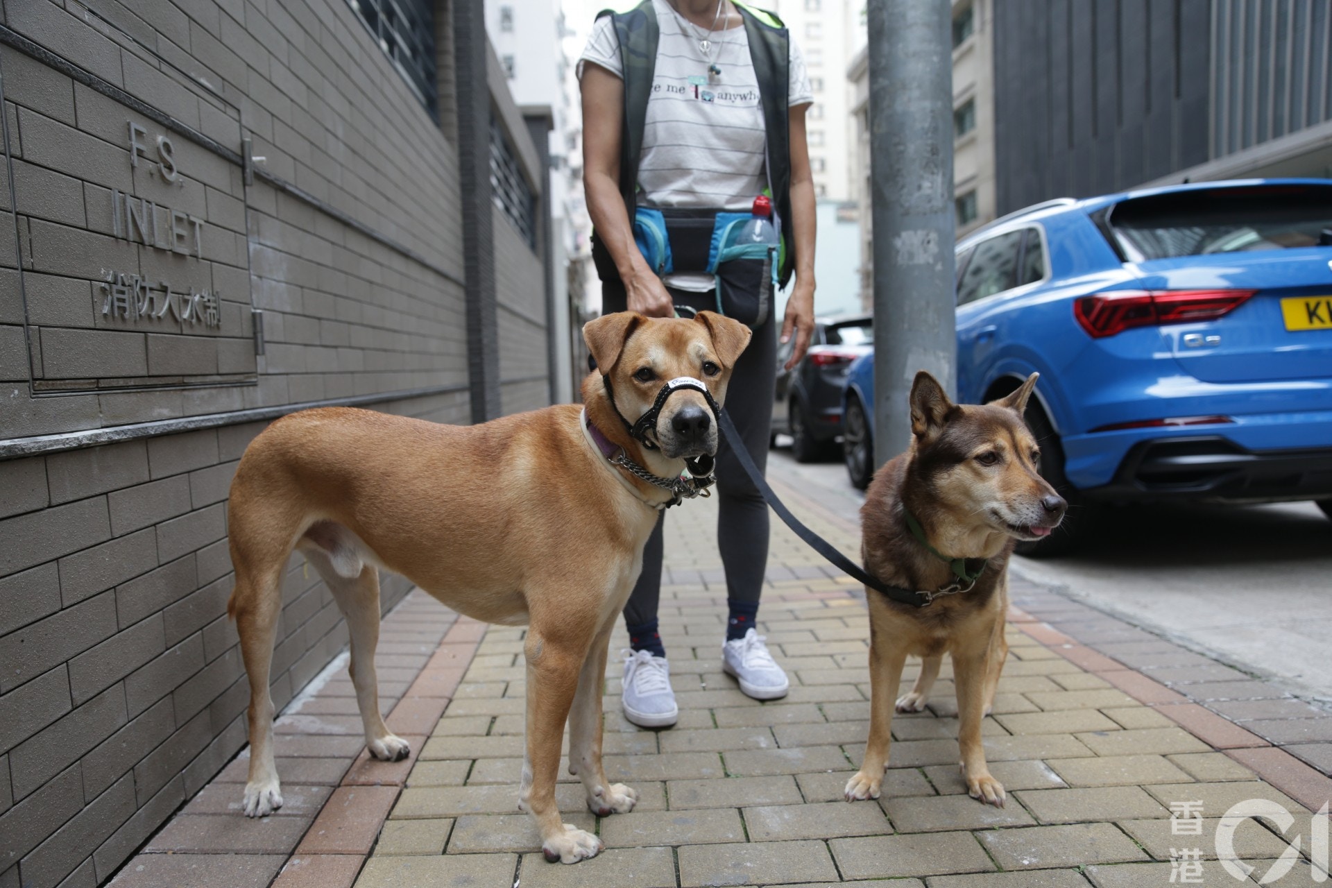 新冠肺炎 周巧兒愛犬離世獸醫 驗屍確認死因可減低恐慌