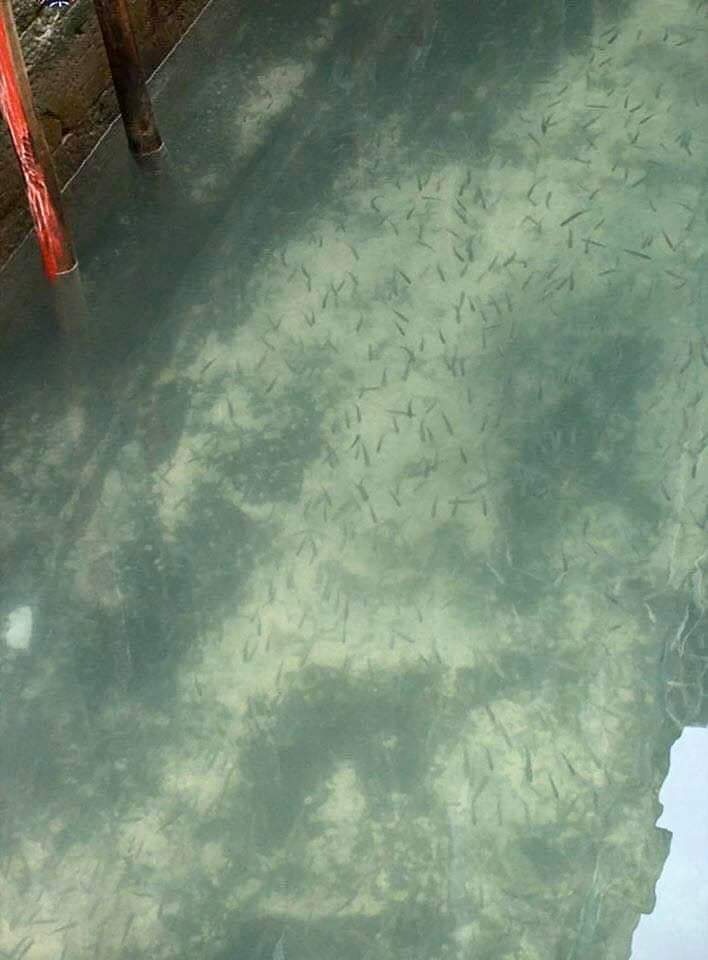 威尼斯的運河清澈見底，大群小魚在游來游去。（Twitter@ikaveri圖片）