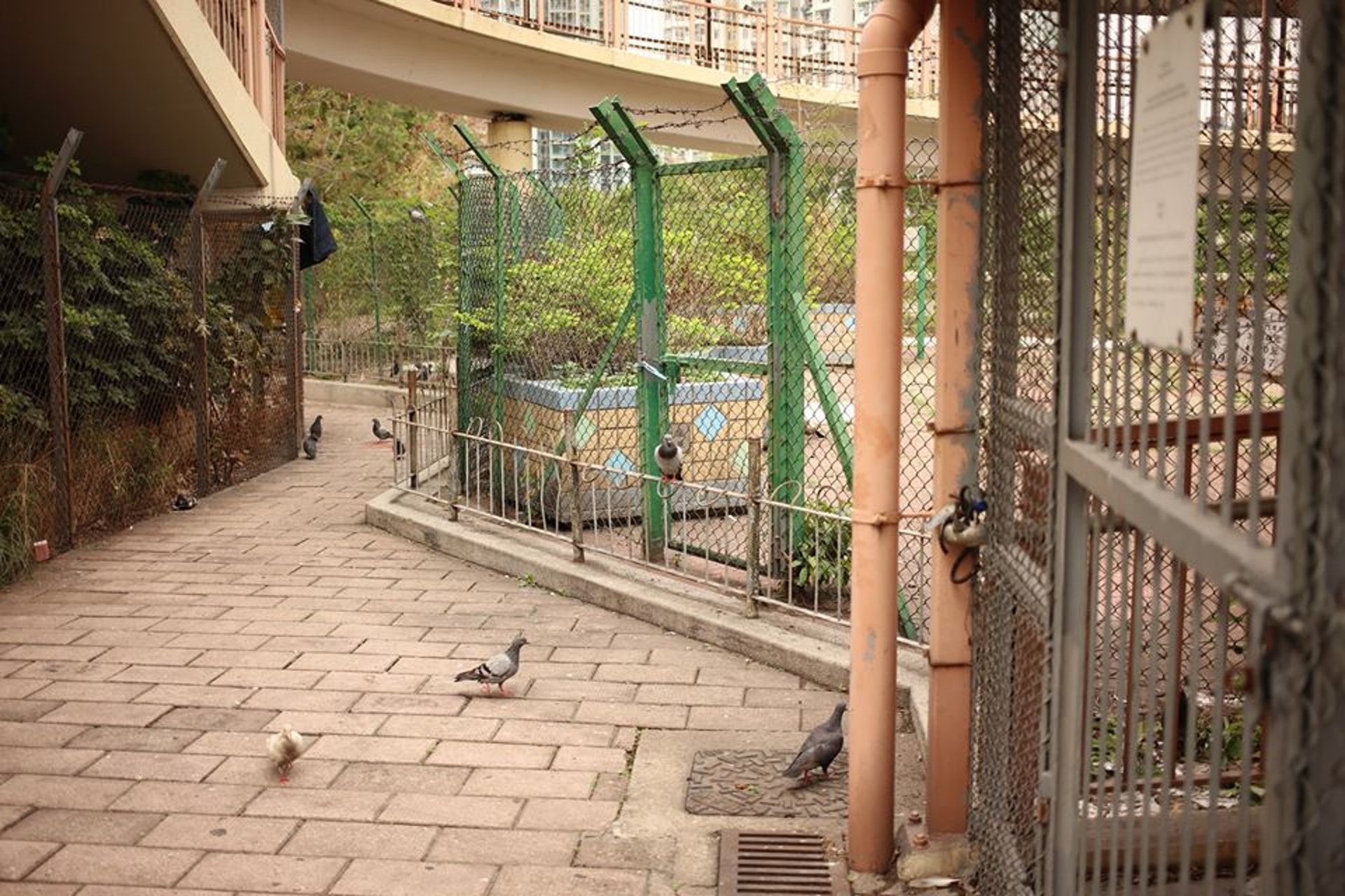 深水埗昌新裡對開經常有鴿子出沒。（讀者林先生提供）