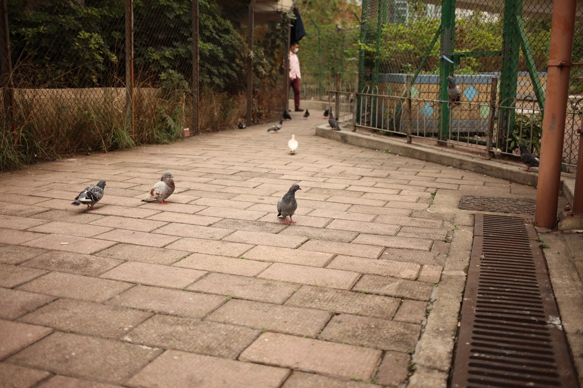 深水埗昌新裡對開經常有鴿子出沒，林先生目擊有戴眼鏡男子向鴿群施襲。（讀者林先生提供）
