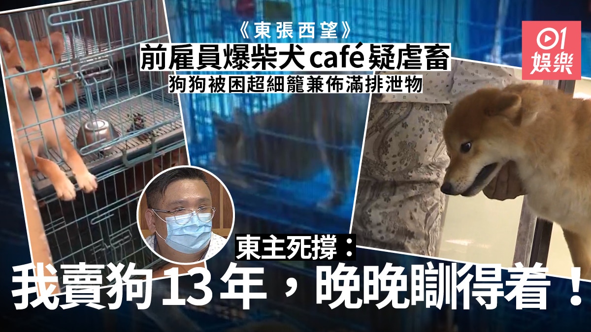 東張西望 柴犬cafe涉虐狗被前員工舉報負責人 我晚晚瞓得着 香港01 即時娛樂