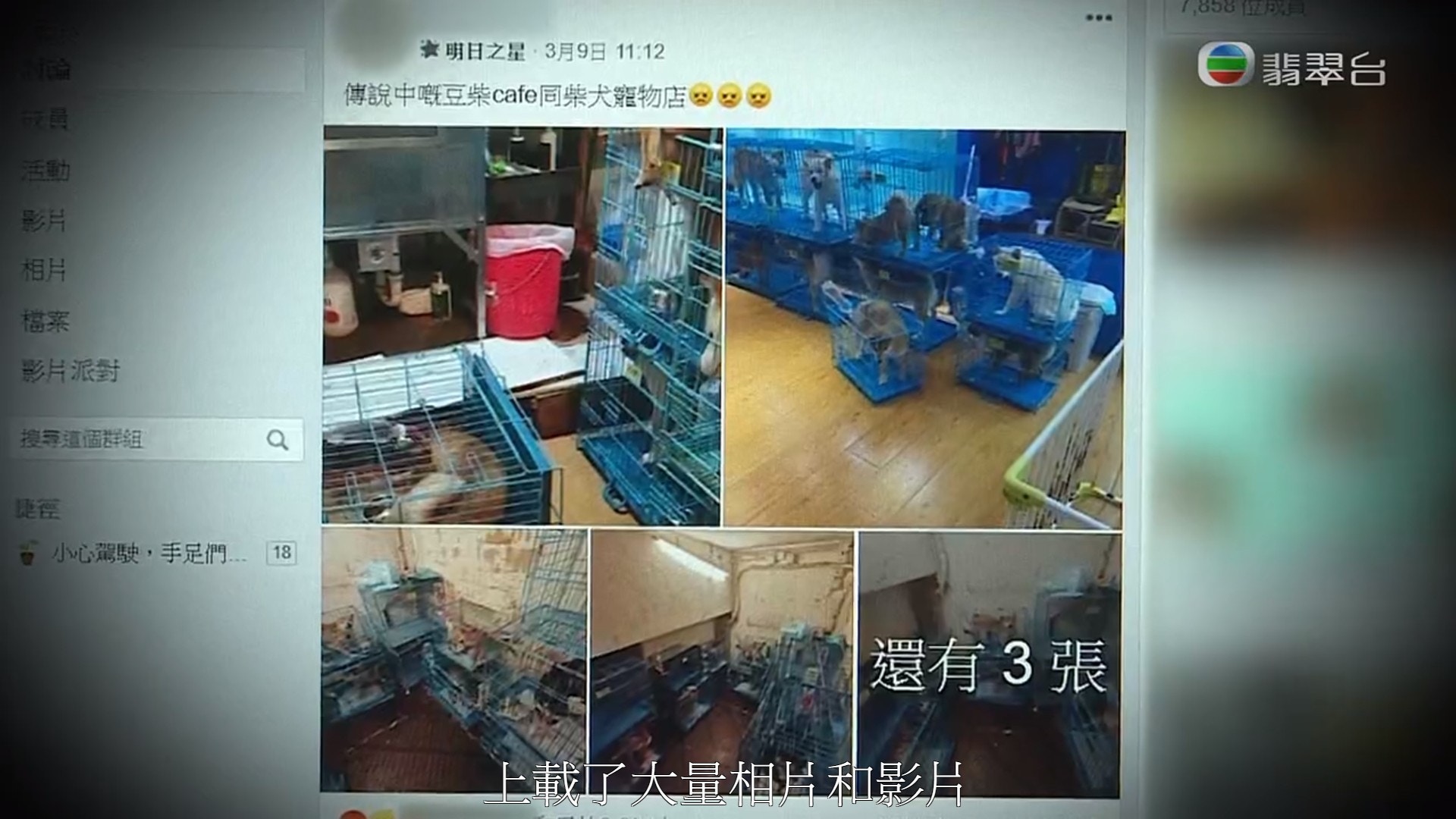 早前有網民在網上爆料指一間柴犬cafe涉嫌虐待狗隻。(《東張西望》影片截圖) 早前有網民在網上爆料指一間柴犬cafe涉嫌虐待狗隻。(《東張西望》影片截圖)