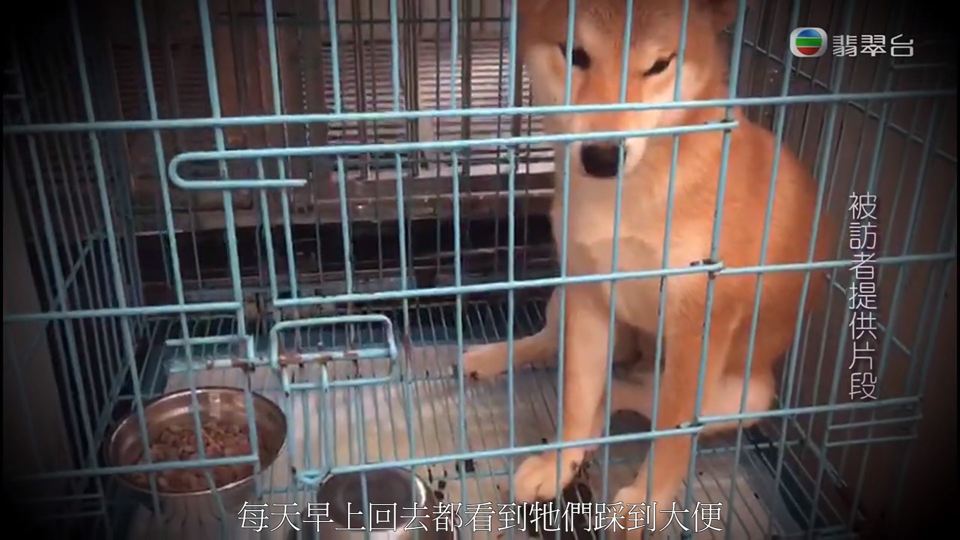 前員工表示每天早上都看到牠們踩到大便,連食物盤、水盆都是大便的情況(《東張西望》影片截圖) 前員工表示每天早上都看到牠們踩到大便,連食物盤、水盆都是大便的情況(《東張西望》影片截圖)