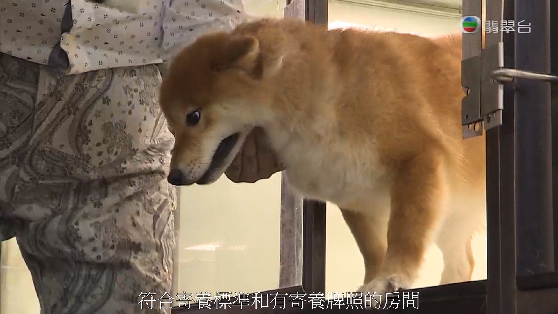 陳先生似乎不懂如何抱狗。(《東張西望》影片截圖) 陳先生似乎不懂如何抱狗。(《東張西望》影片截圖)