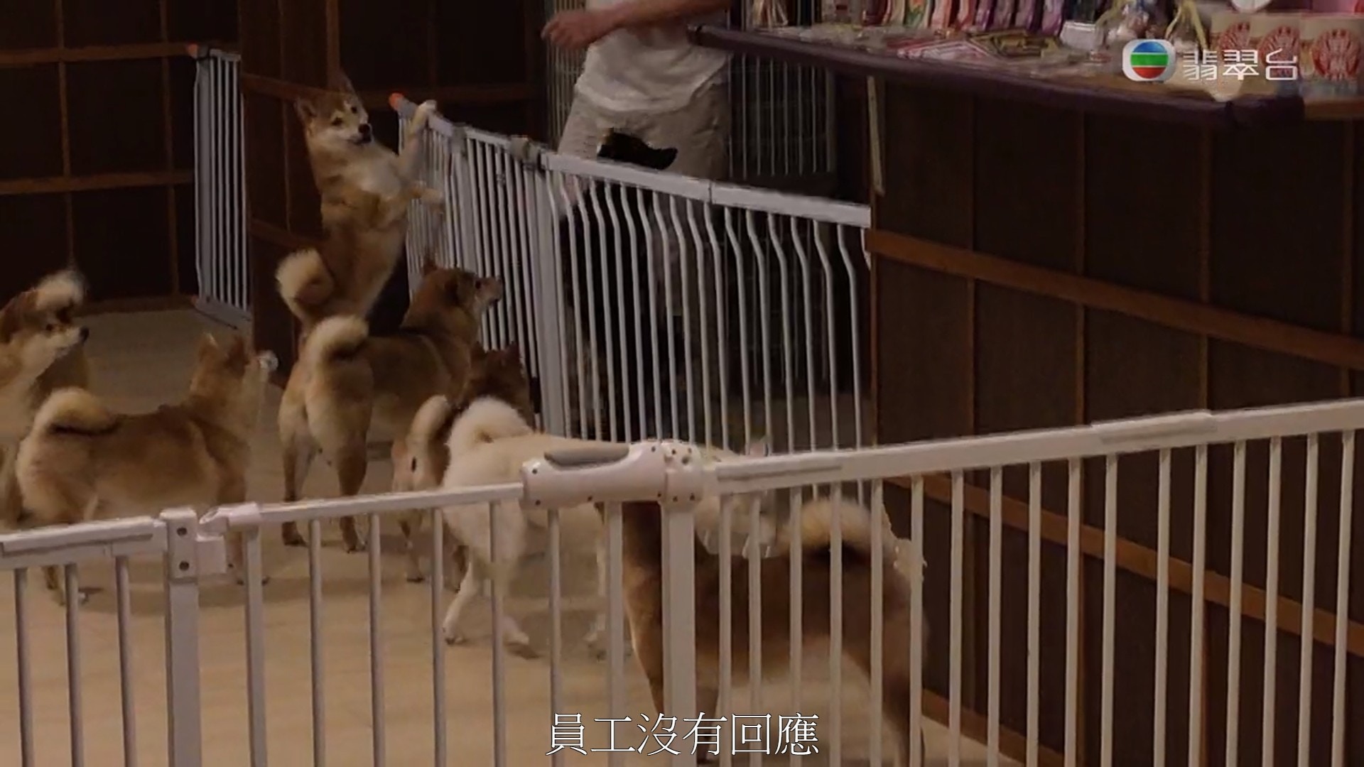 《東張西望》拍攝團隊潛入涉事cafe時,卻見到這班「營業中」的柴犬一見到食物就蜂擁而上,懷疑牠們根本吃不飽。(《東張西望》影片截圖) 《東張西望》拍攝團隊潛入涉事cafe時,卻見到這班「營業中」的柴犬一見到食物就蜂擁而上,懷疑牠們根本吃不飽。(《東張西望》影片截圖)