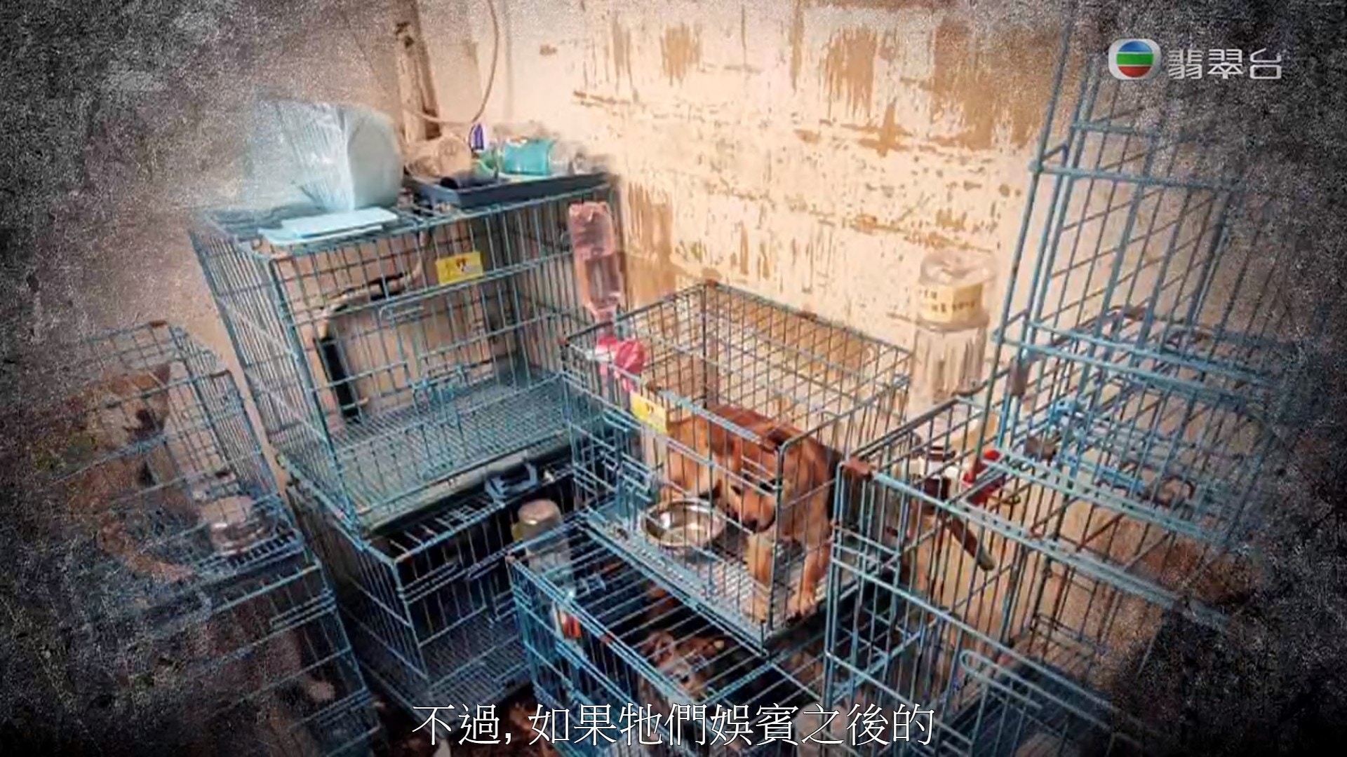 前員工表示狗狗居住的環境極度惡劣,被困在大約一呎半至兩呎高的狗籠中,而且籠疊籠疊至三層高,有時更會有連籠帶狗由高處墮下的情況出現(《東張西望》影片截圖) 前員工表示狗狗居住的環境極度惡劣,被困在大約一呎半至兩呎高的狗籠中,而且籠疊籠疊至三層高,有時更會有連籠帶狗由高處墮下的情況出現(《東張西望》影片截圖)