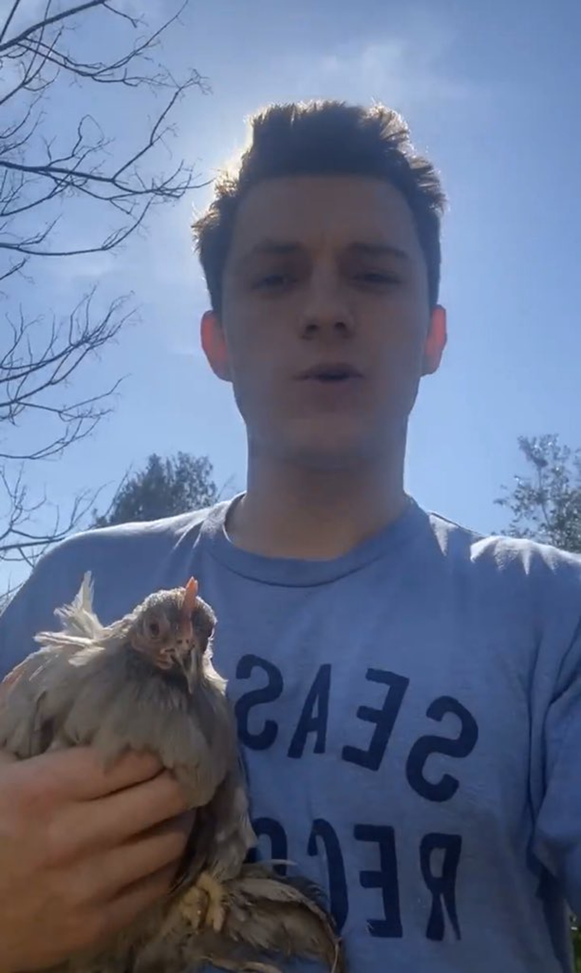 最令人意想不到的湯賀蘭自我隔離生活,就是在家中的後園養雞。(影片擷圖) 最令人意想不到的湯賀蘭自我隔離生活,就是在家中的後園養雞。(影片擷圖)