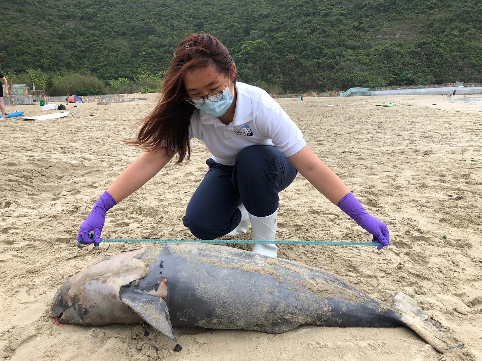 一條身長1.27米年幼雄性江豚擱淺在大浪灣。（香港海洋公園保育基金提供）