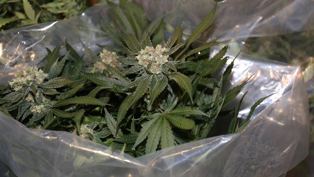 明報文章談規管大麻二酚 保安局:對連番刊載誤導內容深表關注 明報文章談規管大麻二酚 保安局:對連番刊載誤導內容深表關注