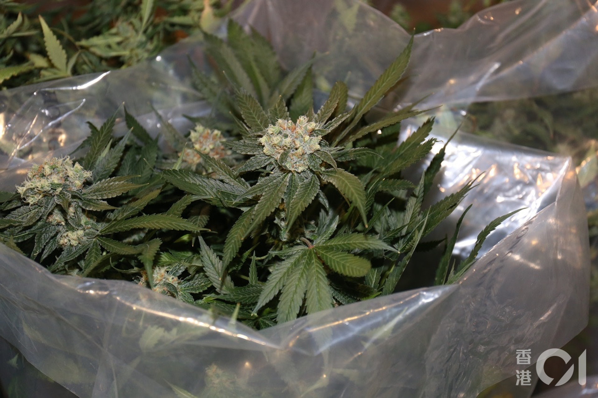 去年全年被呈報整體吸毒人數下降17 吸食大麻人數持續上升 香港01 社會新聞