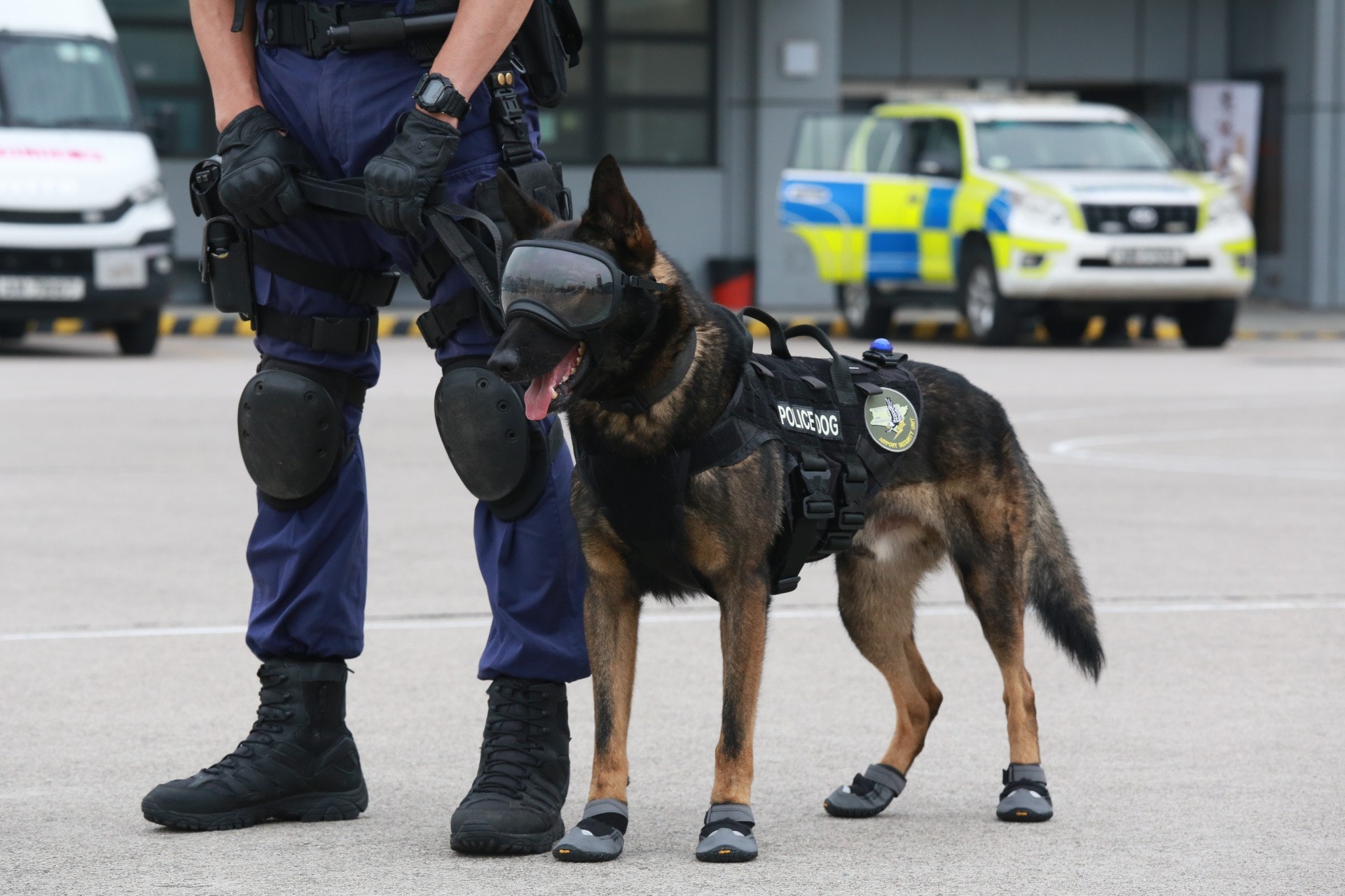 【機場特警】特警犬與領犬員會一同到機場巡邏,肩負保護機場安保重任。(林振華攝) 【機場特警】特警犬與領犬員會一同到機場巡邏,肩負保護機場安保重任。(林振華攝)