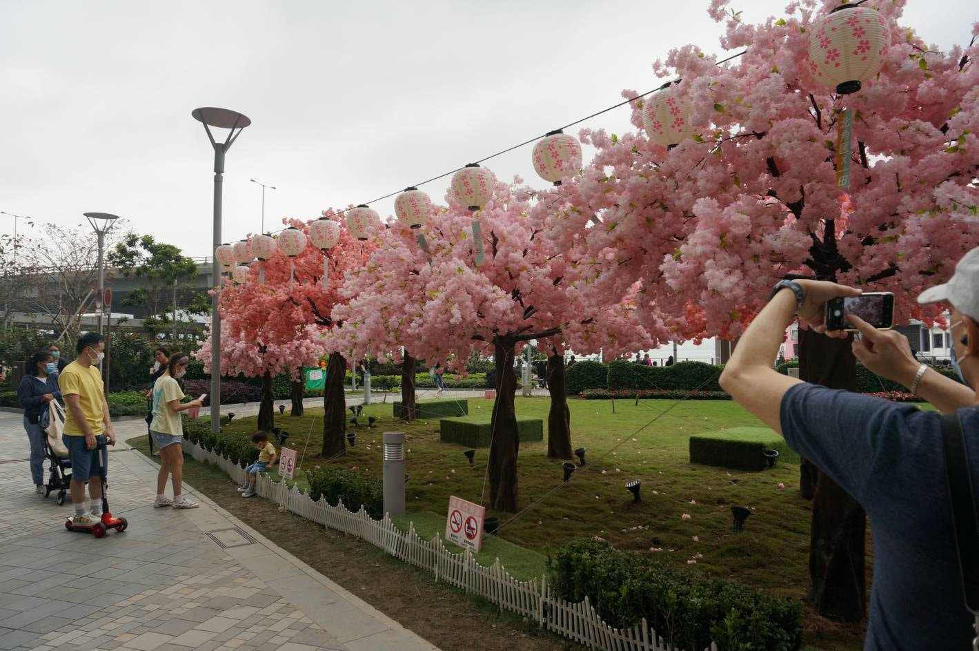 【疫下復活節】4月11日復活節第二日假期，北角海濱公園人造櫻花樹，有市民駐足拍照。（中通社）