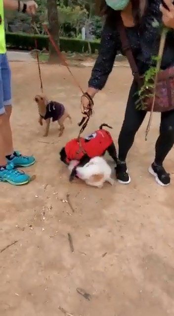 恐怖狗咬狗|雙方爭執期間,中年婦的貴婦狗突緊咬「自己友」松鼠狗頭頸不放。(網上影片截圖) 恐怖狗咬狗|雙方爭執期間,中年婦的貴婦狗突緊咬「自己友」松鼠狗頭頸不放。(網上影片截圖)