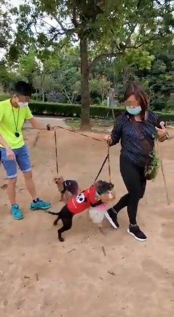 恐怖狗咬狗|雙方爭執期間,中年婦的貴婦狗突咬「自己友」松鼠狗。(網上影片截圖) 恐怖狗咬狗|雙方爭執期間,中年婦的貴婦狗突咬「自己友」松鼠狗。(網上影片截圖)