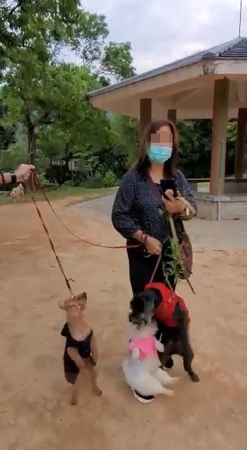 恐怖狗咬狗|貴婦狗緊咬「自己友」松鼠狗不放,中年婦卻連繩抽起2隻狗,松鼠狗同時被咬及被「吊頸」。(網上影片截圖) 恐怖狗咬狗|貴婦狗緊咬「自己友」松鼠狗不放,中年婦卻連繩抽起2隻狗,松鼠狗同時被咬及被「吊頸」。(網上影片截圖)