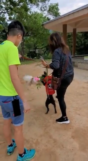 恐怖狗咬狗|貴婦狗緊咬「自己友」松鼠狗不放,中年婦卻連繩抽起2隻狗,企圖用腳踢開牠們無果。(網上影片截圖) 恐怖狗咬狗|貴婦狗緊咬「自己友」松鼠狗不放,中年婦卻連繩抽起2隻狗,企圖用腳踢開牠們無果。(網上影片截圖)