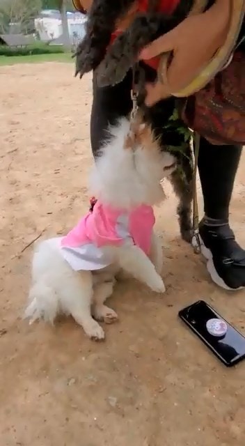 恐怖狗咬狗|松鼠狗同時被咬及被「吊頸」,身體懸空時已奄奄一息。(網上影片截圖) 恐怖狗咬狗|松鼠狗同時被咬及被「吊頸」,身體懸空時已奄奄一息。(網上影片截圖)