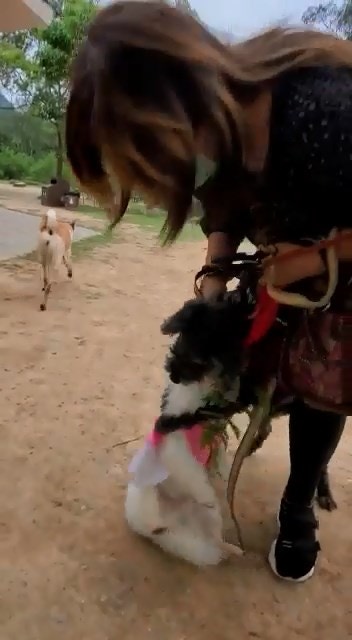 恐怖狗咬狗|松鼠狗同時被咬及被「吊頸」,身體懸空時已奄奄一息。(網上影片截圖) 恐怖狗咬狗|松鼠狗同時被咬及被「吊頸」,身體懸空時已奄奄一息。(網上影片截圖)