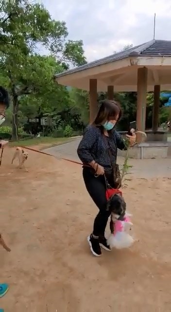 恐怖狗咬狗|貴婦狗緊咬「自己友」松鼠狗不放,中年婦把繩子抽起,令松鼠狗同時被咬及被「吊頸」。(網上影片截圖) 恐怖狗咬狗|貴婦狗緊咬「自己友」松鼠狗不放,中年婦把繩子抽起,令松鼠狗同時被咬及被「吊頸」。(網上影片截圖)