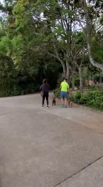 恐怖狗咬狗|松鼠狗同時被咬及被「吊頸」,當場奄奄一息,女主人施然抱着狗狗離去。(網上影片截圖) 恐怖狗咬狗|松鼠狗同時被咬及被「吊頸」,當場奄奄一息,女主人施然抱着狗狗離去。(網上影片截圖)