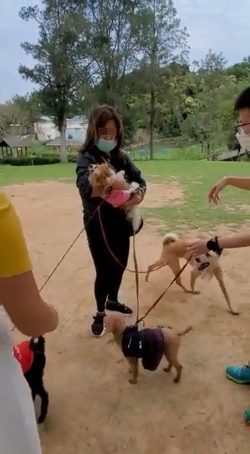 恐怖狗咬狗|松鼠狗同時被咬及被「吊頸」,當場奄奄一息,女主人施然抱着狗狗離去。(網上影片截圖) 恐怖狗咬狗|松鼠狗同時被咬及被「吊頸」,當場奄奄一息,女主人施然抱着狗狗離去。(網上影片截圖)