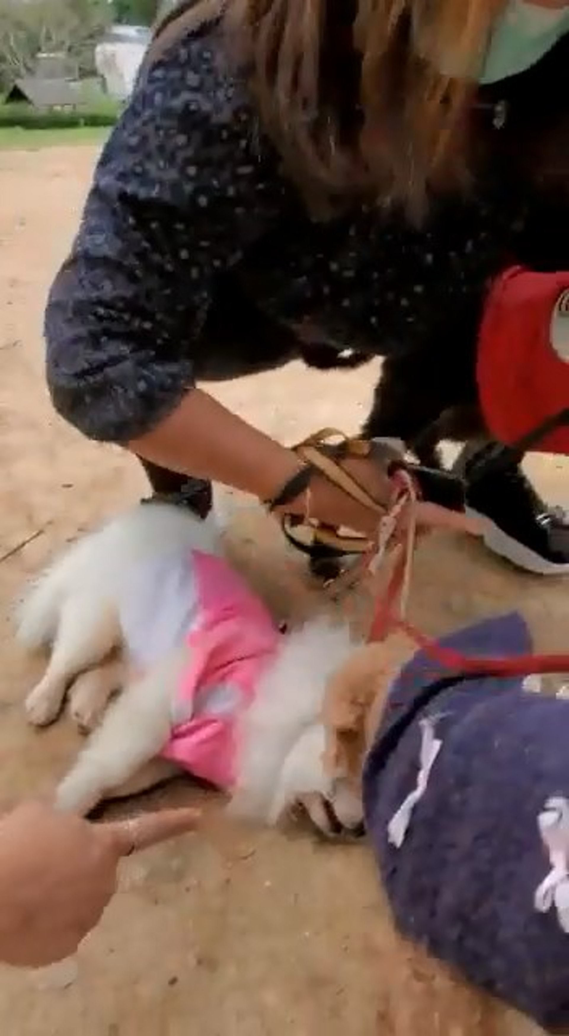 松鼠狗同時被咬及被「吊頸」,奄奄一息。(網上影片截圖) 松鼠狗同時被咬及被「吊頸」,奄奄一息。(網上影片截圖)