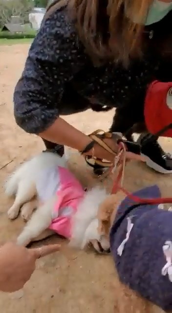 松鼠狗同時被咬及「吊頸」,當場倒地,奄奄一息。(網上影片截圖) 松鼠狗同時被咬及「吊頸」,當場倒地,奄奄一息。(網上影片截圖)