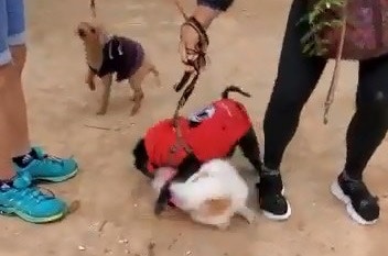 昨日(13日)西貢獅子會自然教育中心,一名中年婦的貴婦狗狂咬「自己友」松鼠狗,其他狗主嚇至驚呼狂叫。(網上影片截圖) 昨日(13日)西貢獅子會自然教育中心,一名中年婦的貴婦狗狂咬「自己友」松鼠狗,其他狗主嚇至驚呼狂叫。(網上影片截圖)