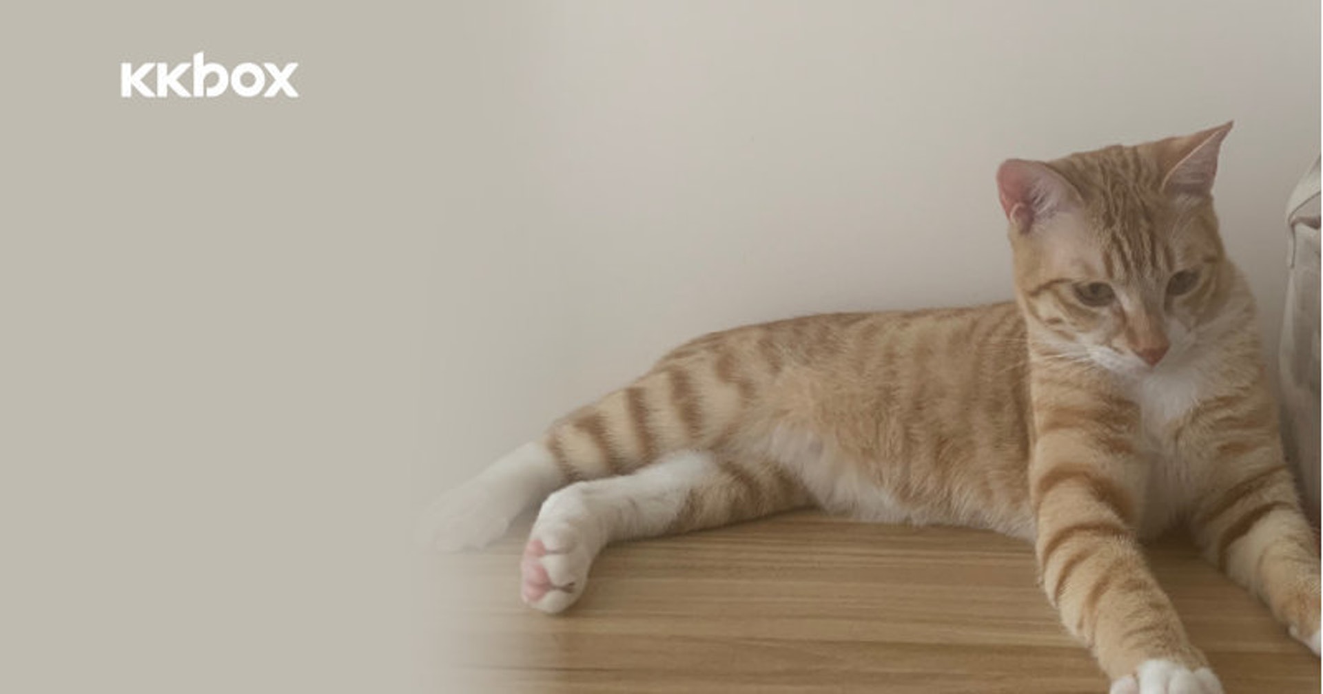 養貓人士一定有共鳴 盤點七大貓奴歌 小黑與我 真身是白貓 養貓人士一定有共鳴 盤點七大貓奴歌 小黑與我 真身是白貓