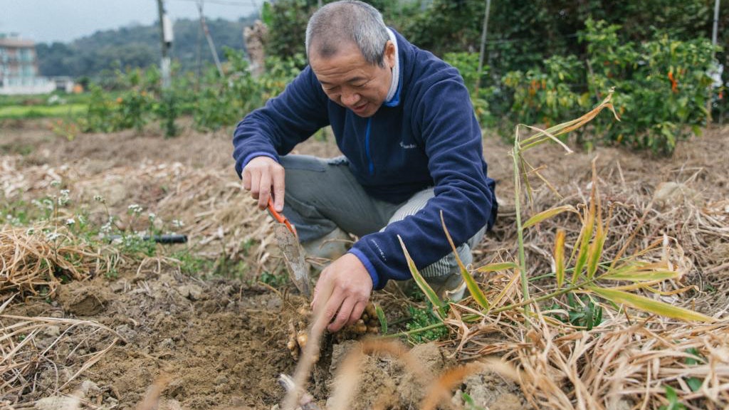 【時令菜‧10月懷薑】 自足生活不離地 八鄉農夫種薑種出寶 【時令菜‧10月懷薑】 自足生活不離地 八鄉農夫種薑種出寶