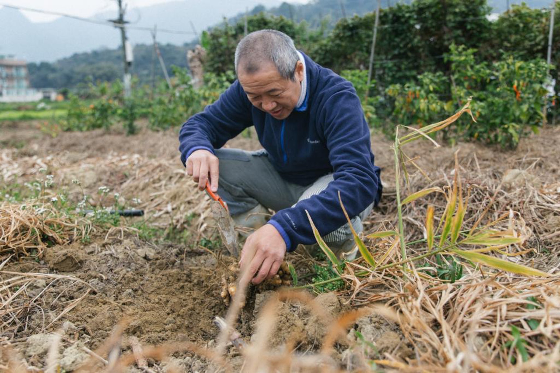 曾德平笑言掘薑就像做雕塑,要慢慢將泥掃出來,「很類似那種要慢工出細貨、做好整件作品(的情況)。」他說。(黃妍萍攝) 曾德平笑言掘薑就像做雕塑,要慢慢將泥掃出來,「很類似那種要慢工出細貨、做好整件作品(的情況)。」他說。(黃妍萍攝)