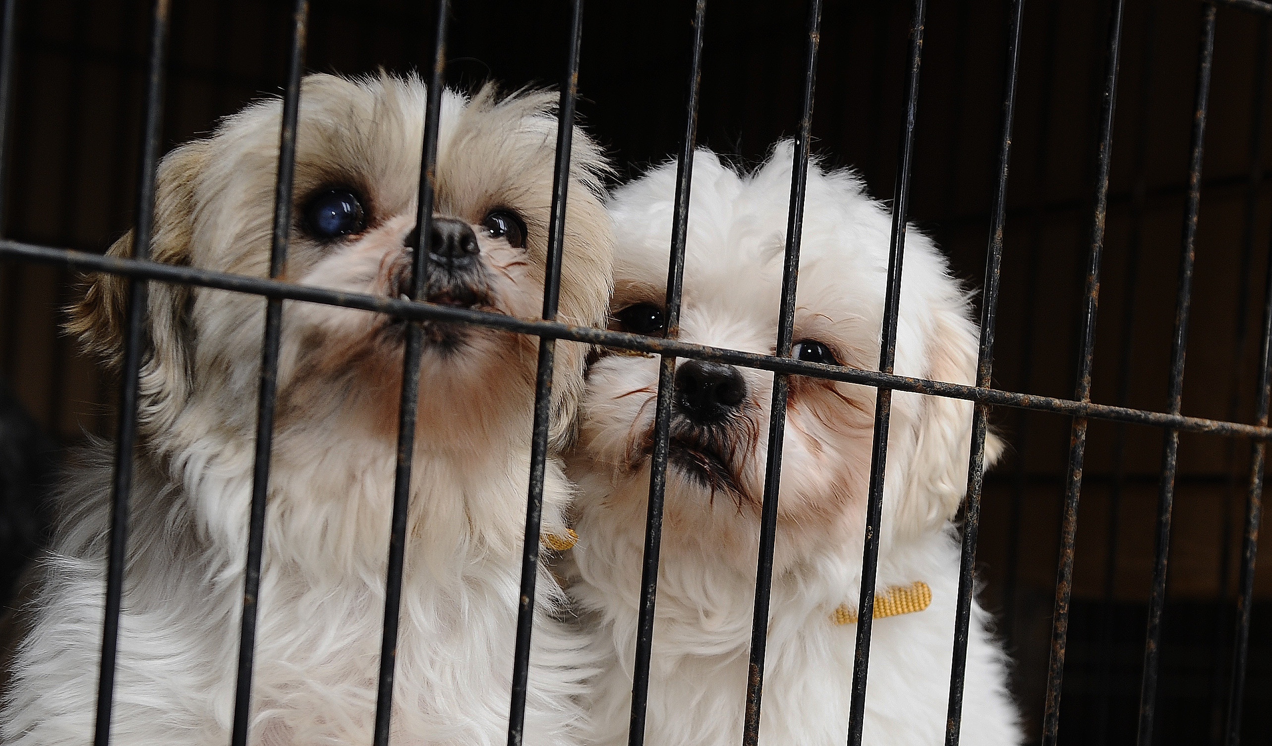 領養代替購買 三藩市寵物店禁售繁殖場配種貓狗