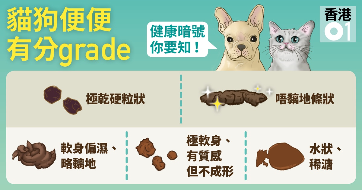 【獸醫話】貓狗便便軟硬有分級　「執得起、唔黐地」觀察口訣