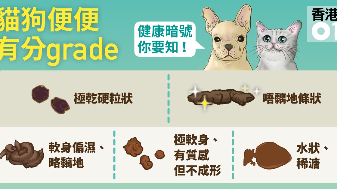 獸醫話 貓狗便便軟硬有分級 執得起 唔黐地 觀察口訣 香港01 寵物