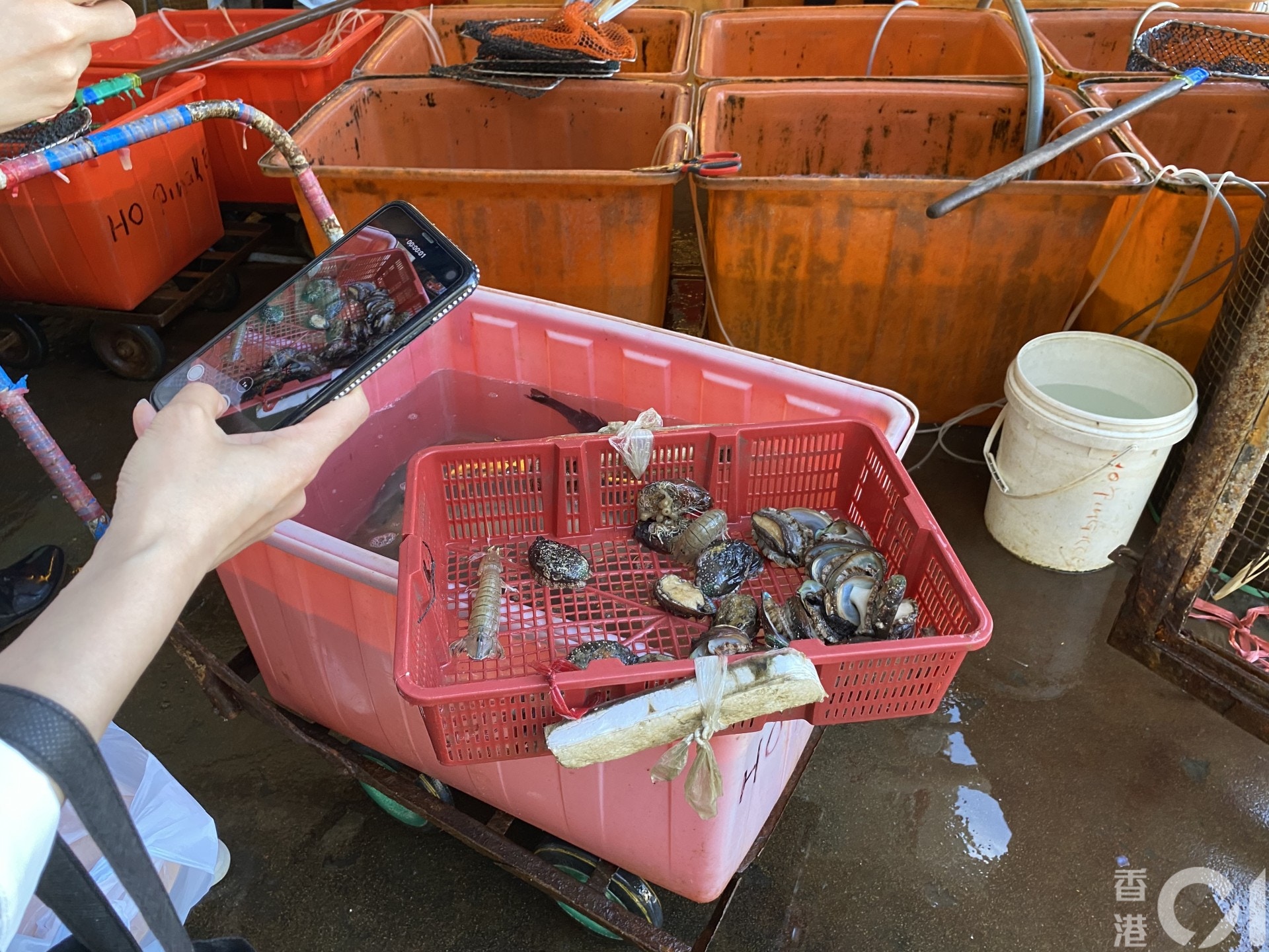 2名操普通話女善信購入大量海鮮,包括鮑魚、象拔蚌、魚、瀨尿蝦等。(黃廸雯攝) 2名操普通話女善信購入大量海鮮,包括鮑魚、象拔蚌、魚、瀨尿蝦等。(黃廸雯攝)