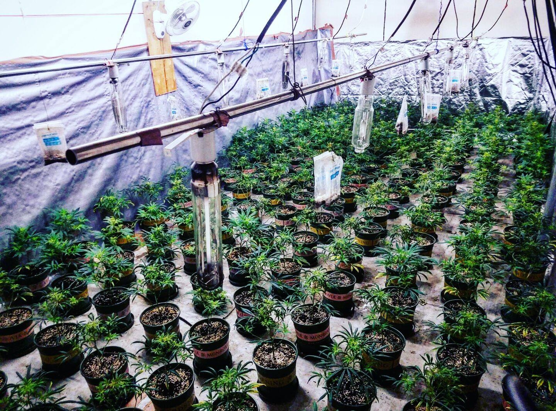 大麻(資料圖片/警方提供) 大麻(資料圖片/警方提供)