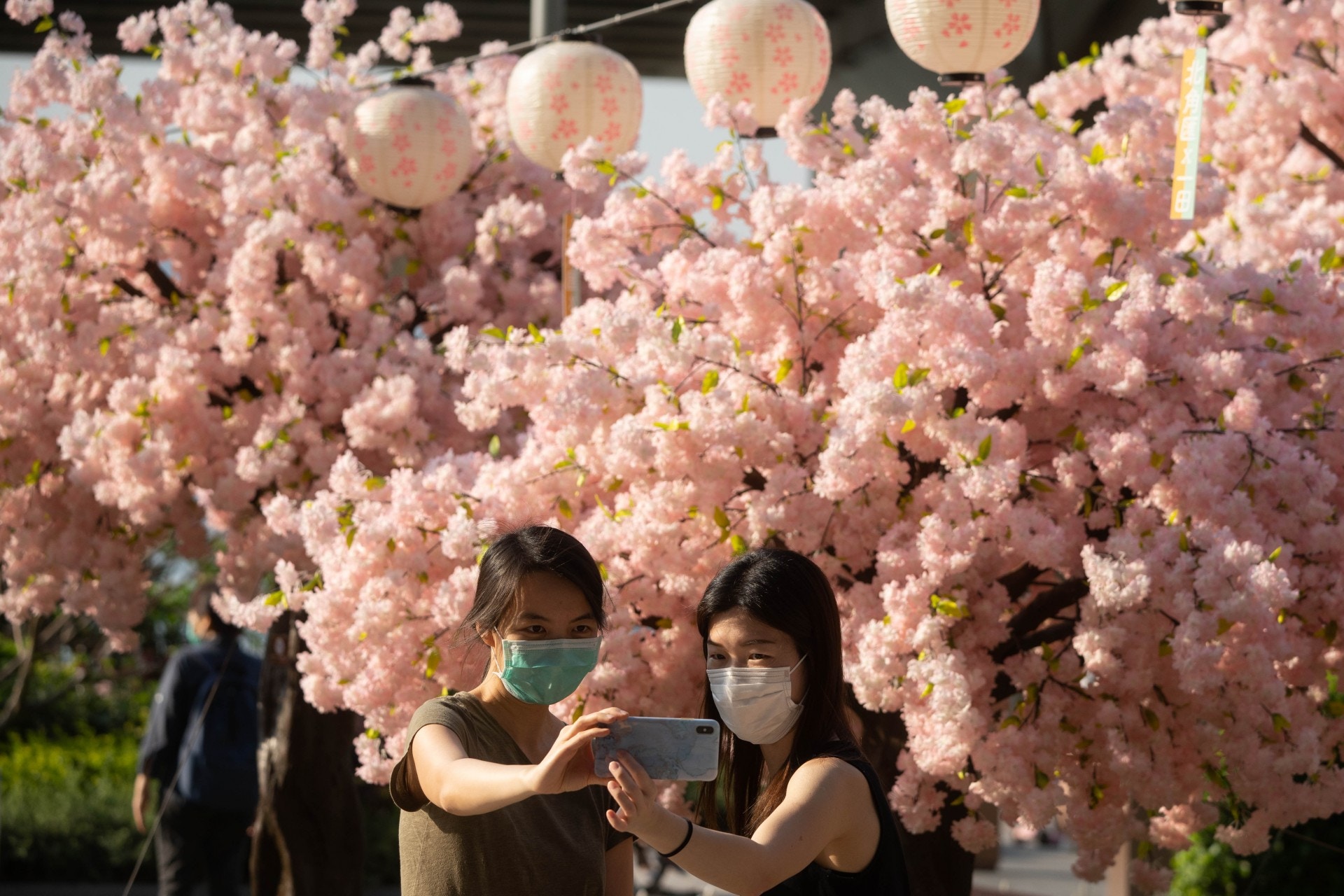 【北角匯膠櫻花】北角匯舉行櫻花祭，設置20棵假櫻花樹供遊人拍照。（廖雁雄攝）